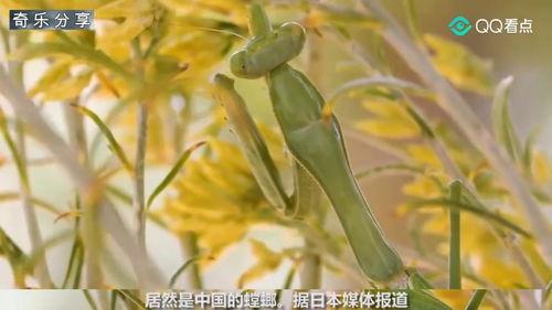 螳螂剑法与日本,螳螂剑法与日本剑术的交融与碰撞
